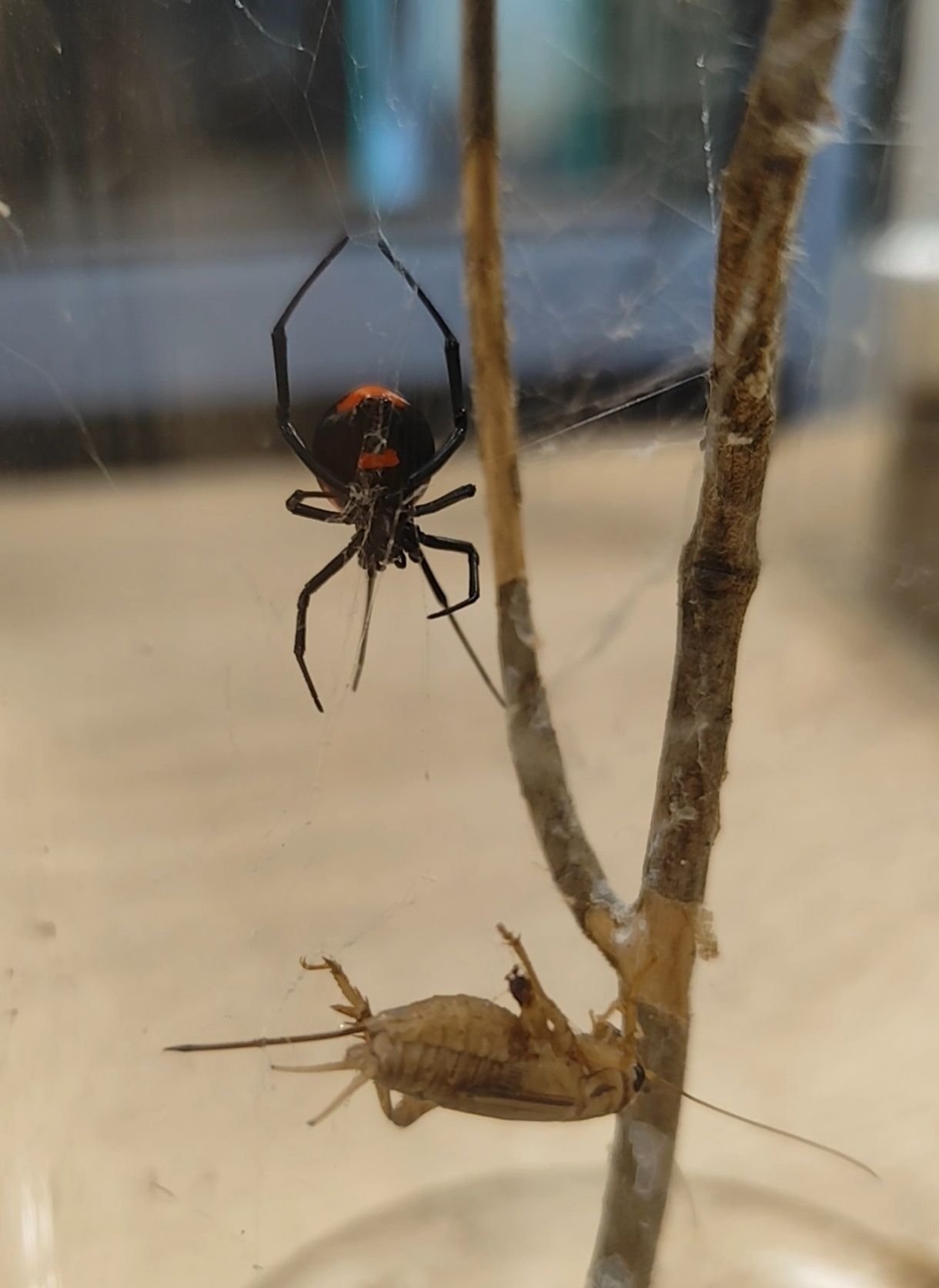 Latrodectus menavodi czarna wdowa z Madagaskaru