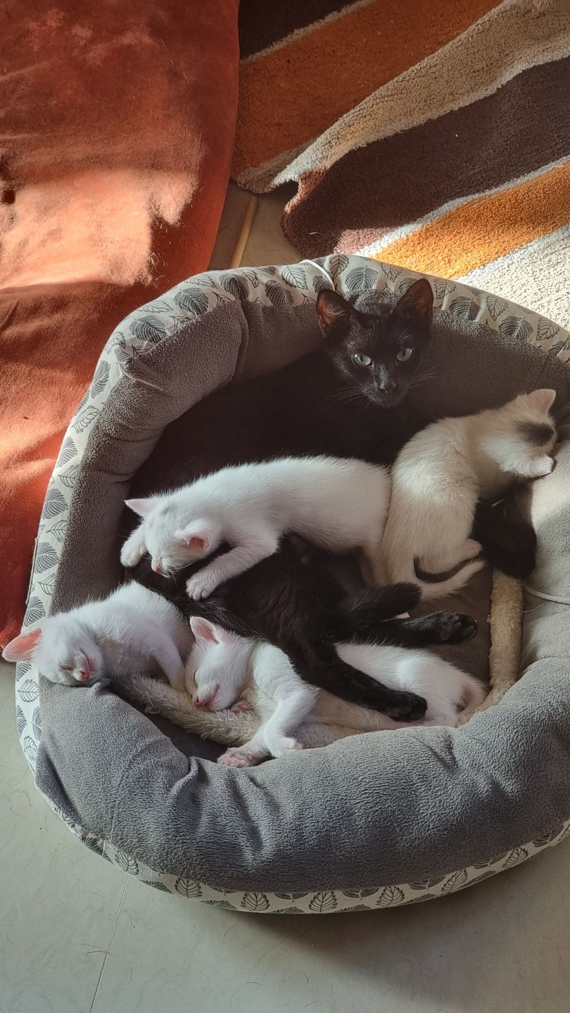 Lindos Gatinhos para Adoção Responsável