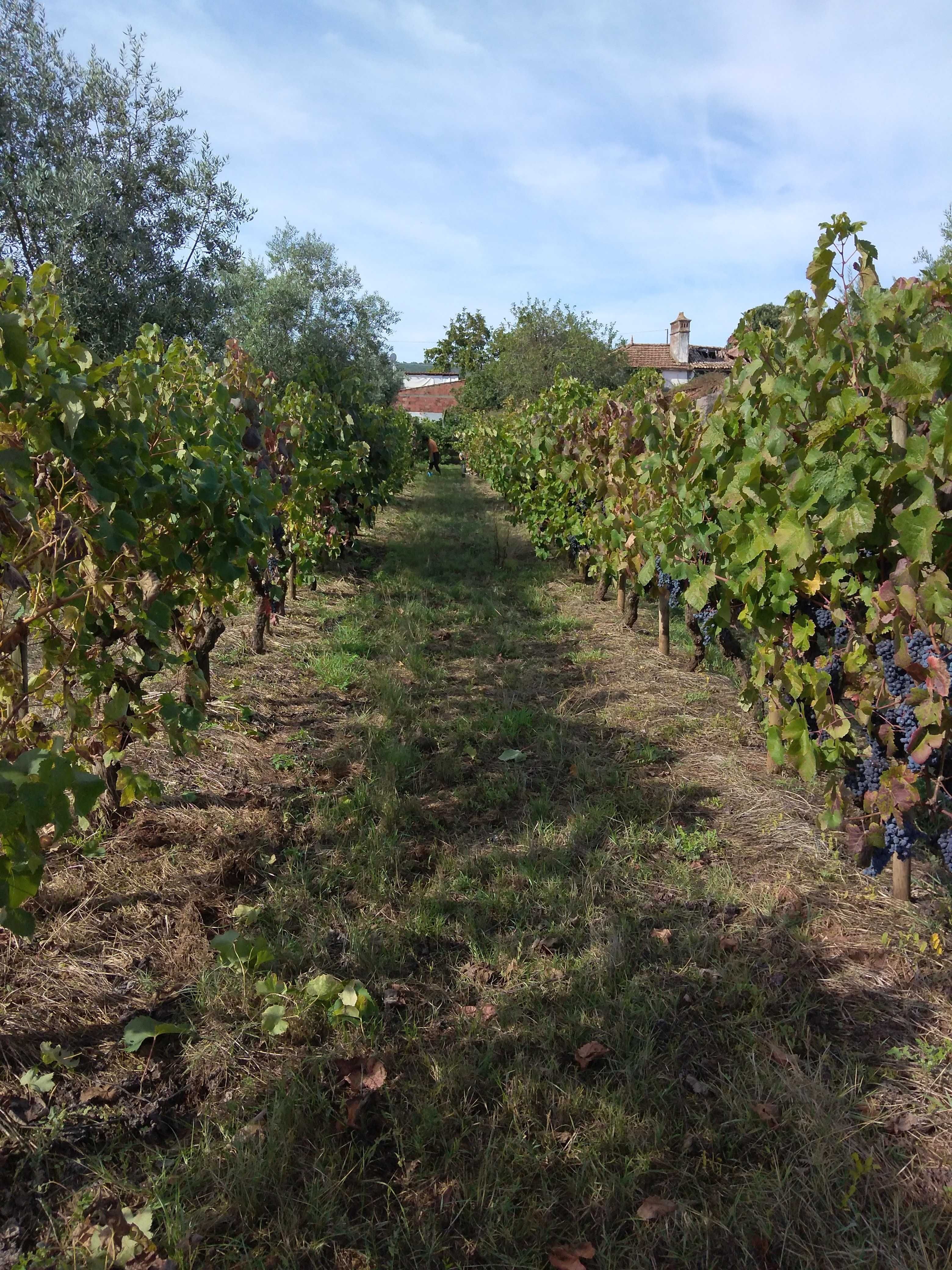 Vendem-se uvas para vinho , Zona Ansião