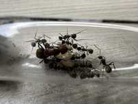 Camponotus nicobarensis królowa+10-15 robotnic