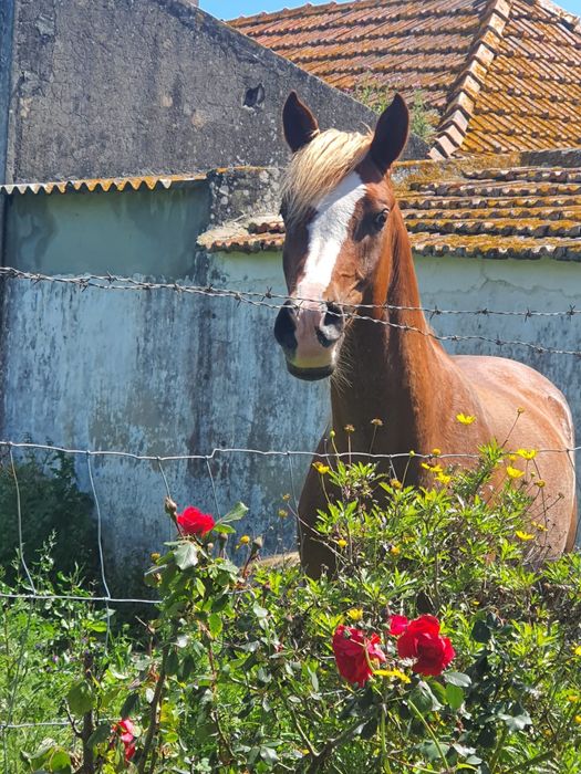 Cruzado português