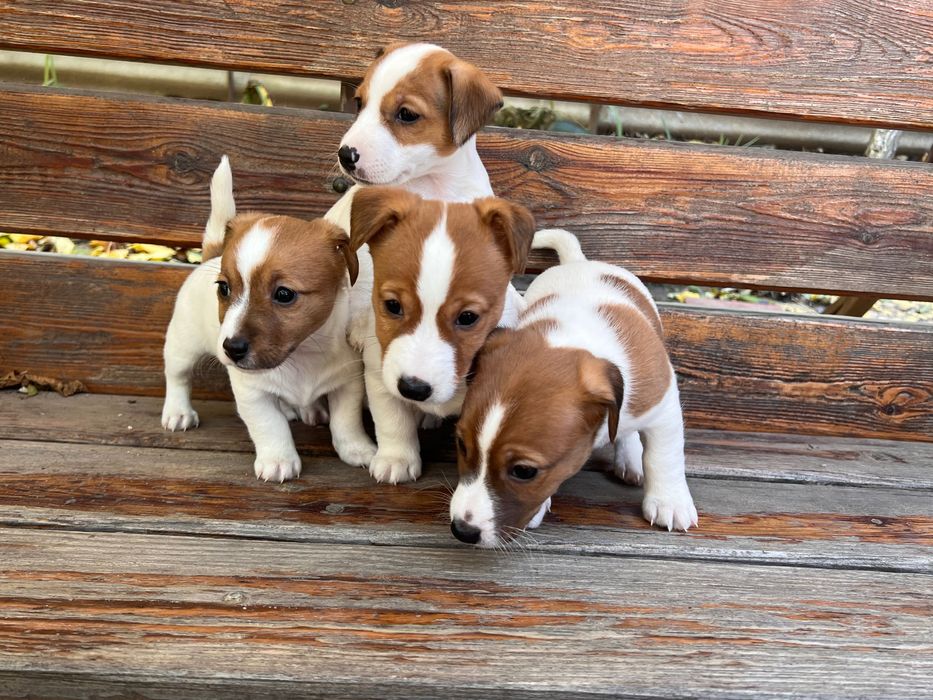 Цуценята джек рассел терьєр