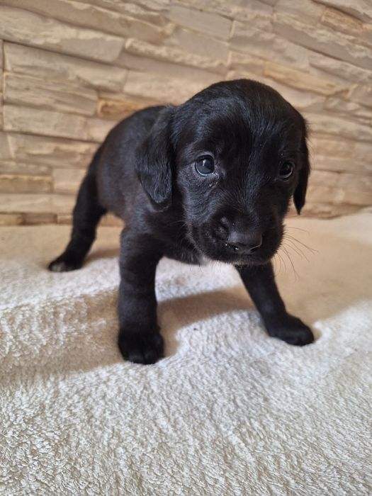 Suczka Cocker Spaniel z kundelkiem