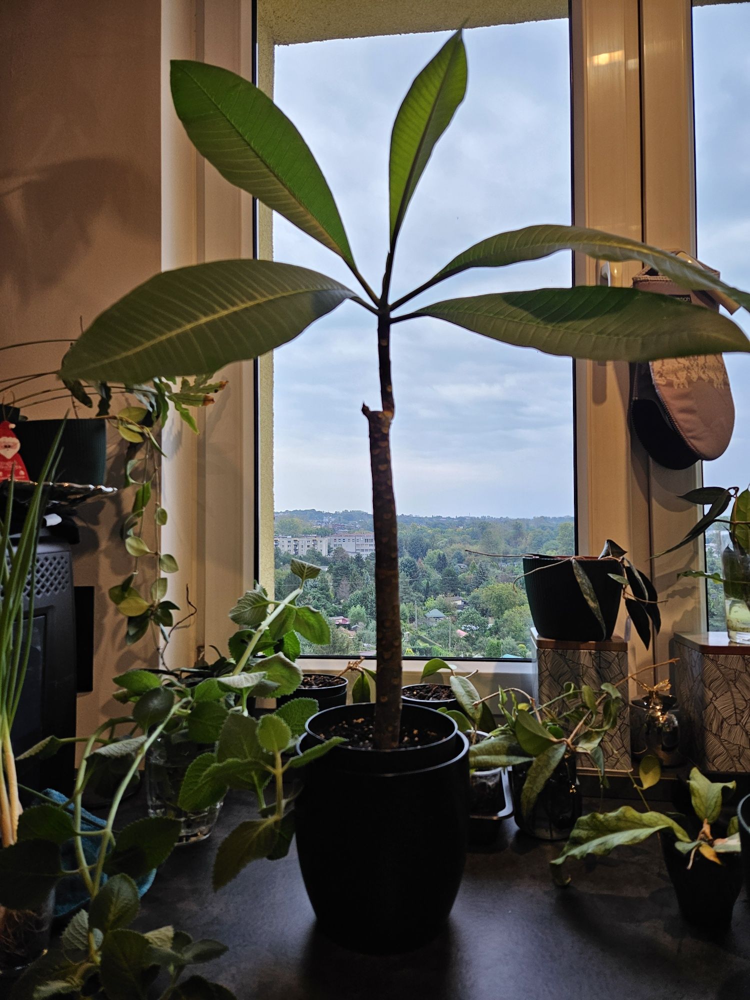 Plumeria hawajski kwiat zaślubin