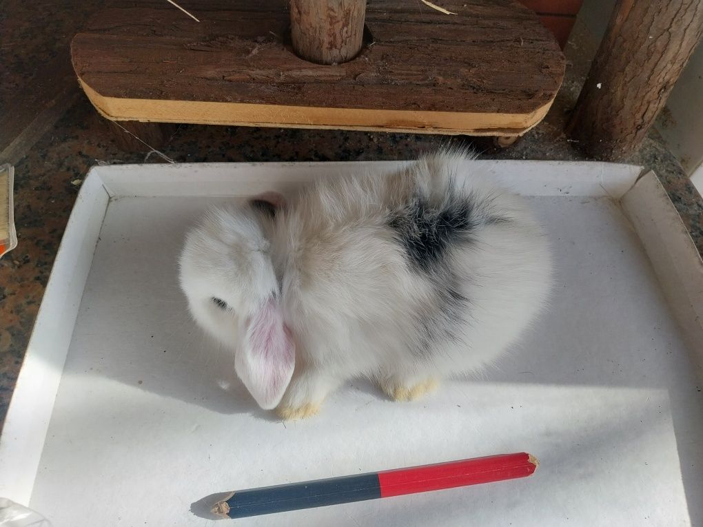 Coelhos anões minilop orulhudos