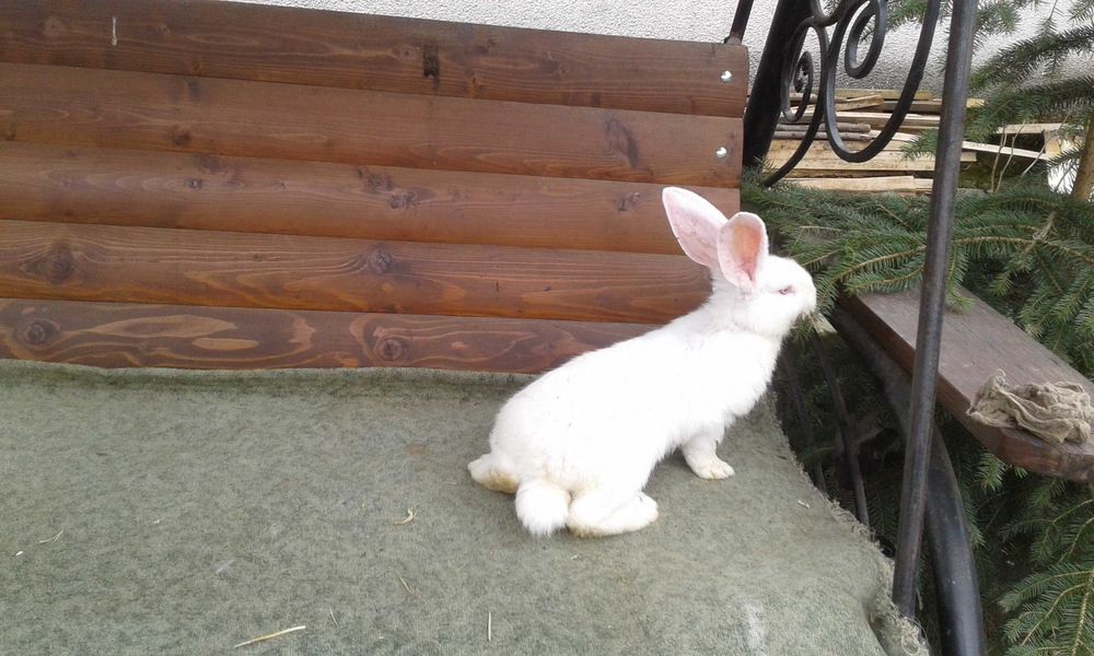 Кролі різних порід