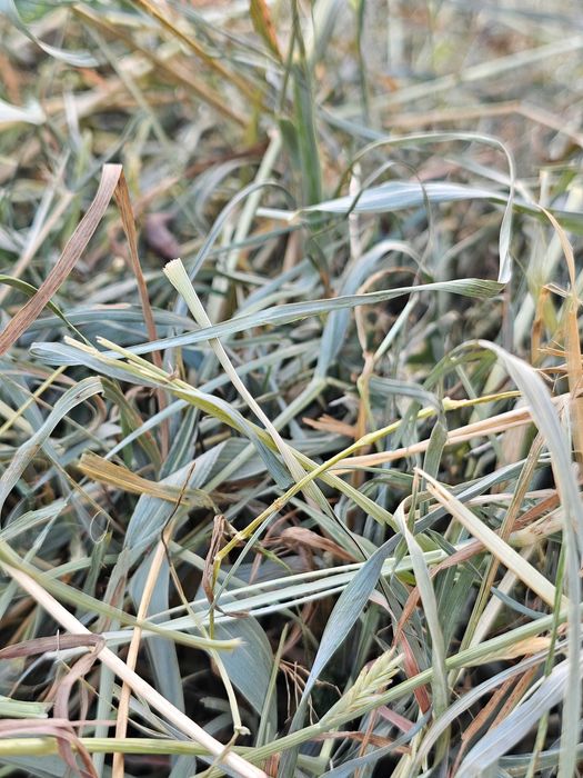 Siano majowe łąkowe 1 kg dla królika