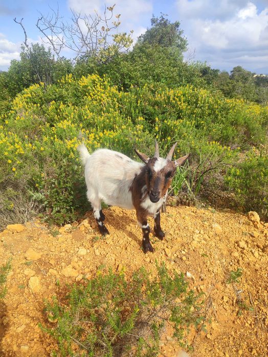 Cabras anãs da África Ocidental para venda.