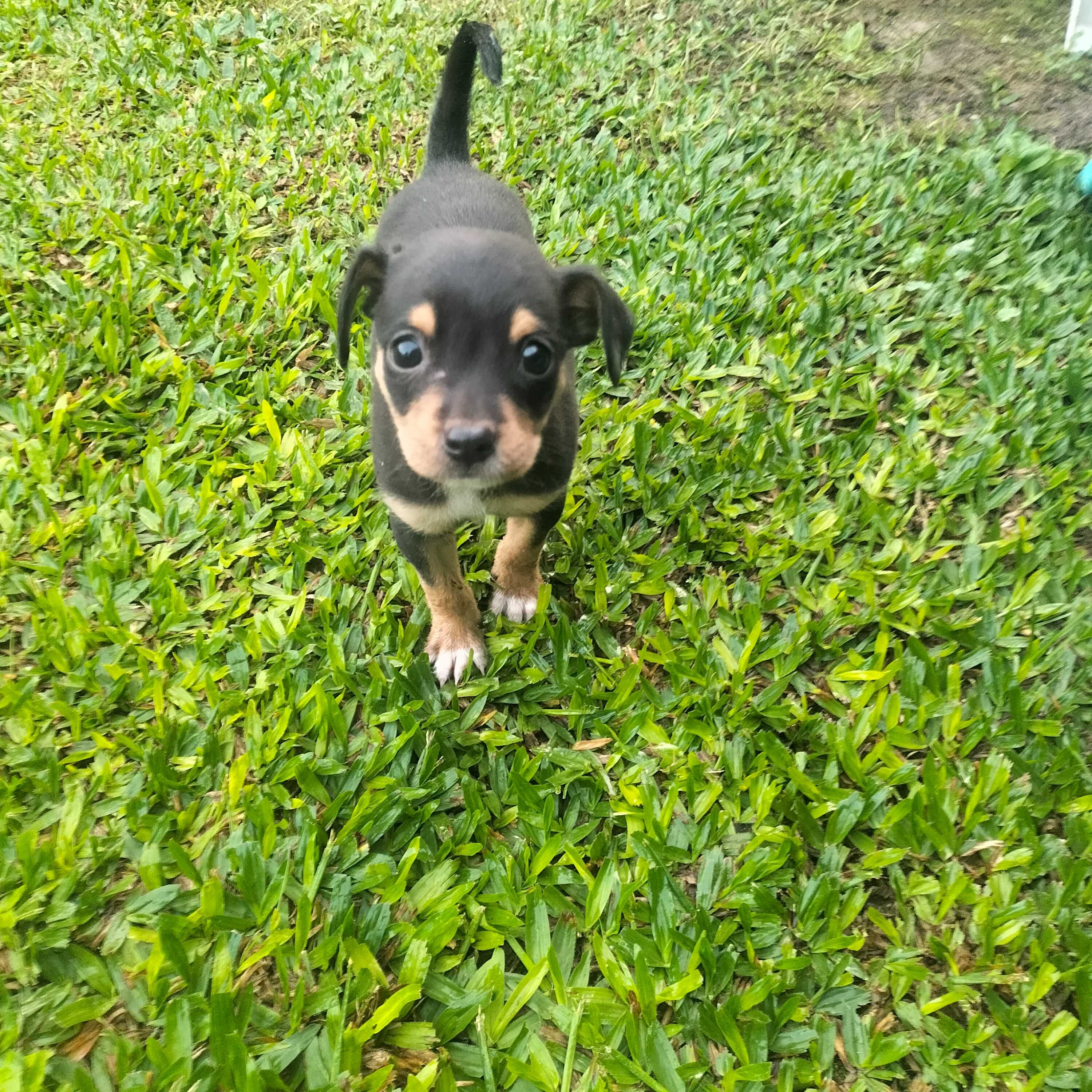 Pinscher fêmea afogueada