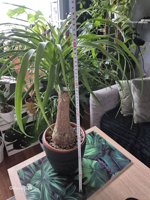 Beaucarnea nolina stopa słonia
