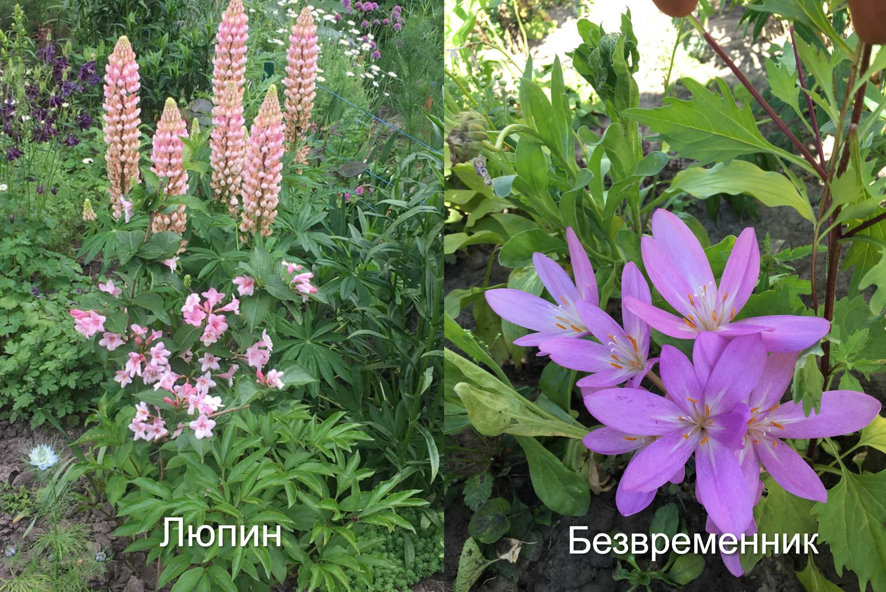 Разнообразные многолетние цветы.