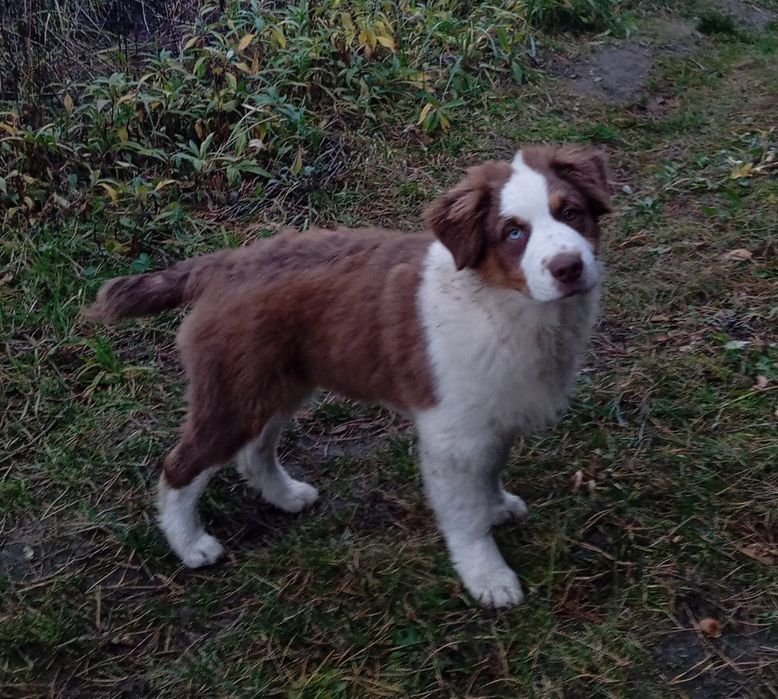 Owczarek Australijski typ amerykański