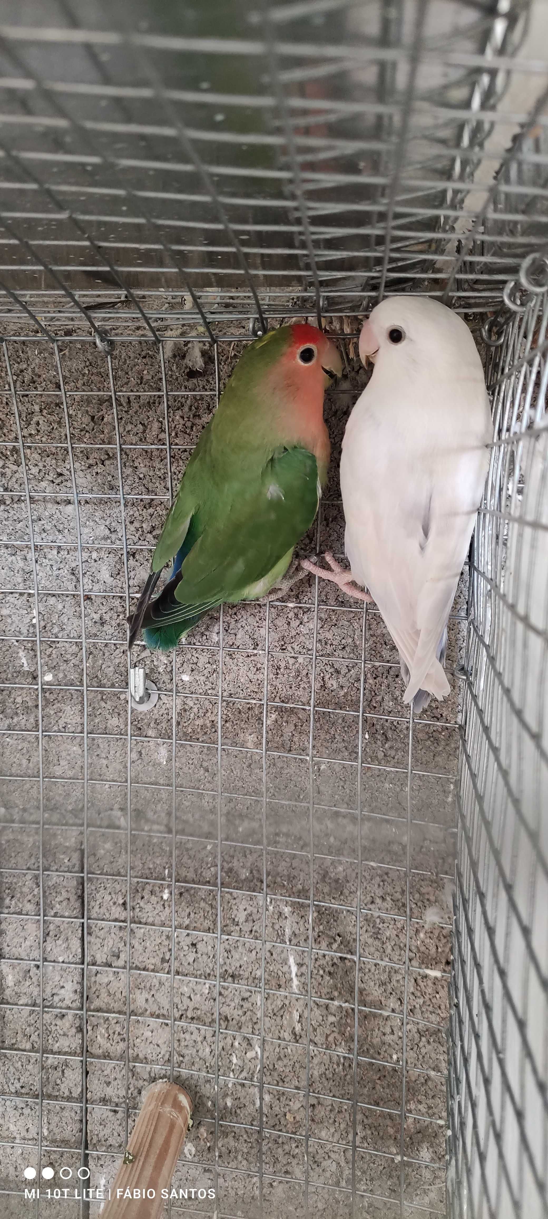 vendo casal agapórnis roseicollis