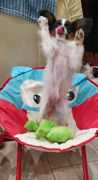 Папийон девочка для шоу и просто для души