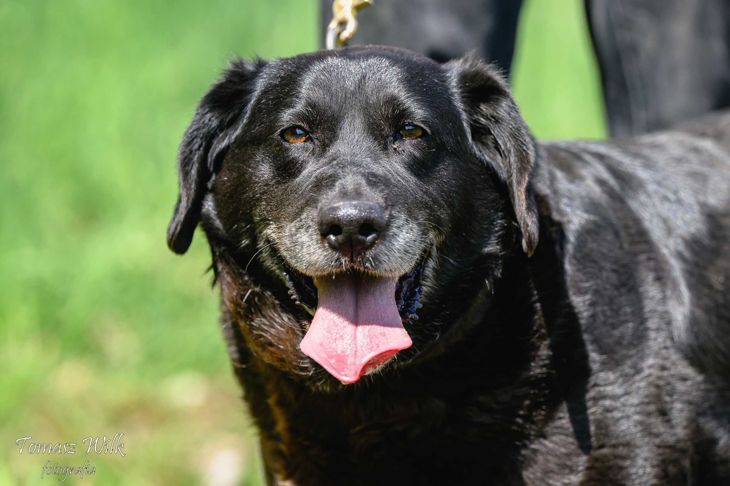 Starsza labradorka szuka domu!