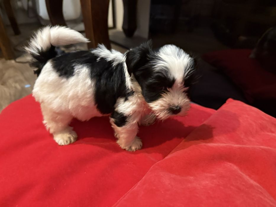 Sprzedam Yorkshire Terrier Biwer Oryginalna Miniaturka