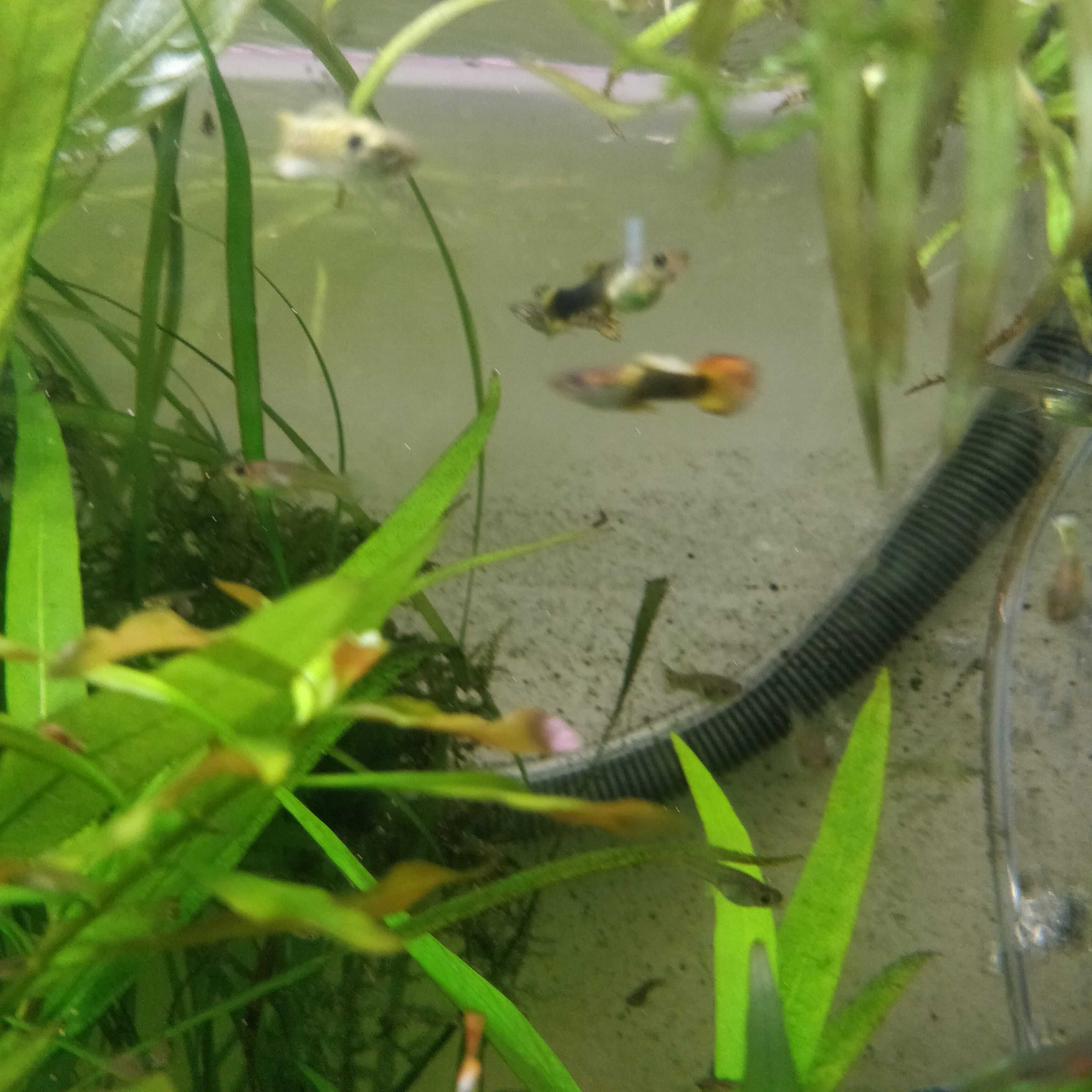Gupiki narybek z własnej hodowli 3 cm
