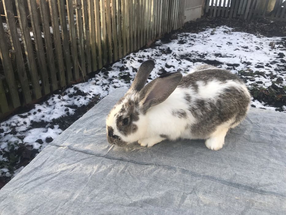 Продам кроликів!!! ( Самеь)