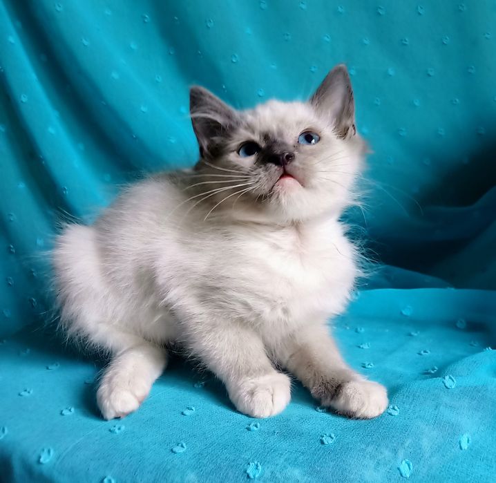 Kocurek Ragdoll z rodowodem i wyprawką
