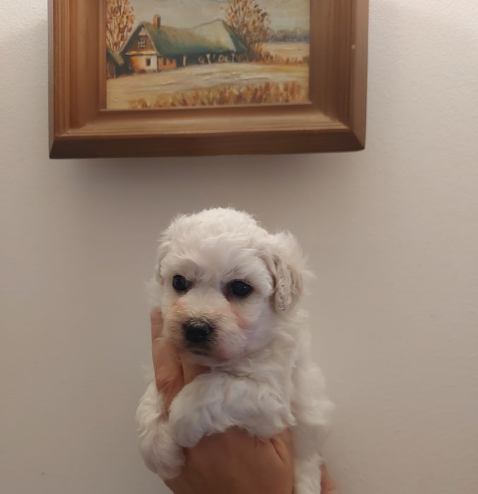 Sunia Bichon Frise FCI