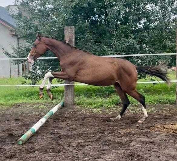 Sprzedam młodą klaczką.