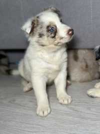 Red merle trikolor suczka border collie