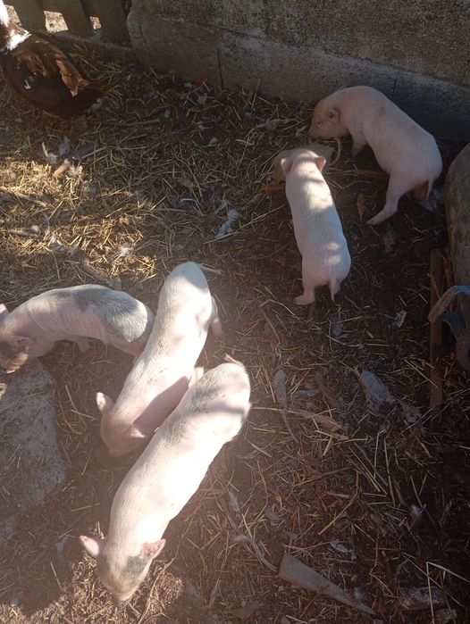 Porcos de raça pequena