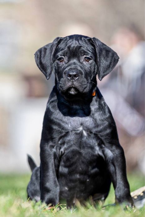 Породні цуценята  Кане Корсо (Cane Corso Italiano)