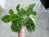 Maranta leuconeura kerchoreana variegata beauty kim