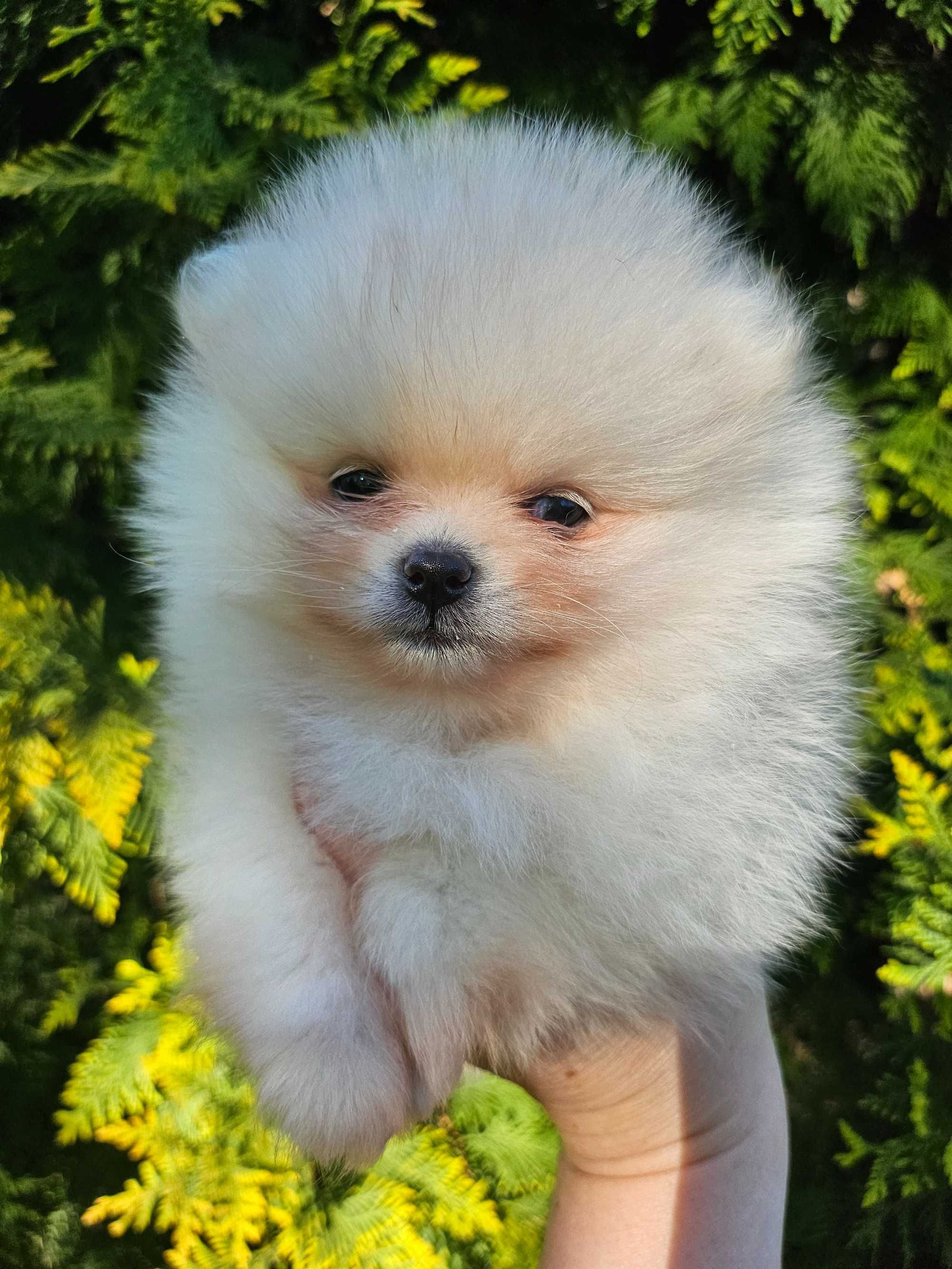 Pomeranian szpic miniaturowy malutka sunia z ubezpieczeniem ZKwP