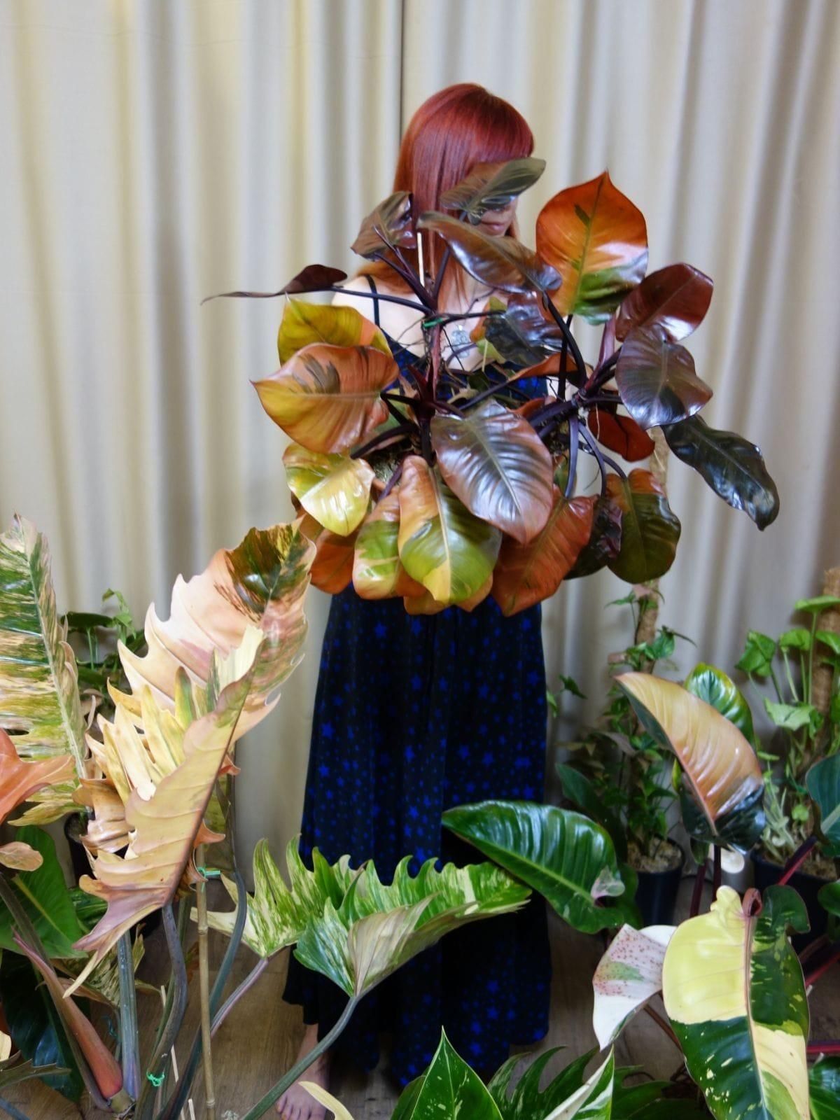 Филодендрон Philodendron Black cardinal variegated Monstera