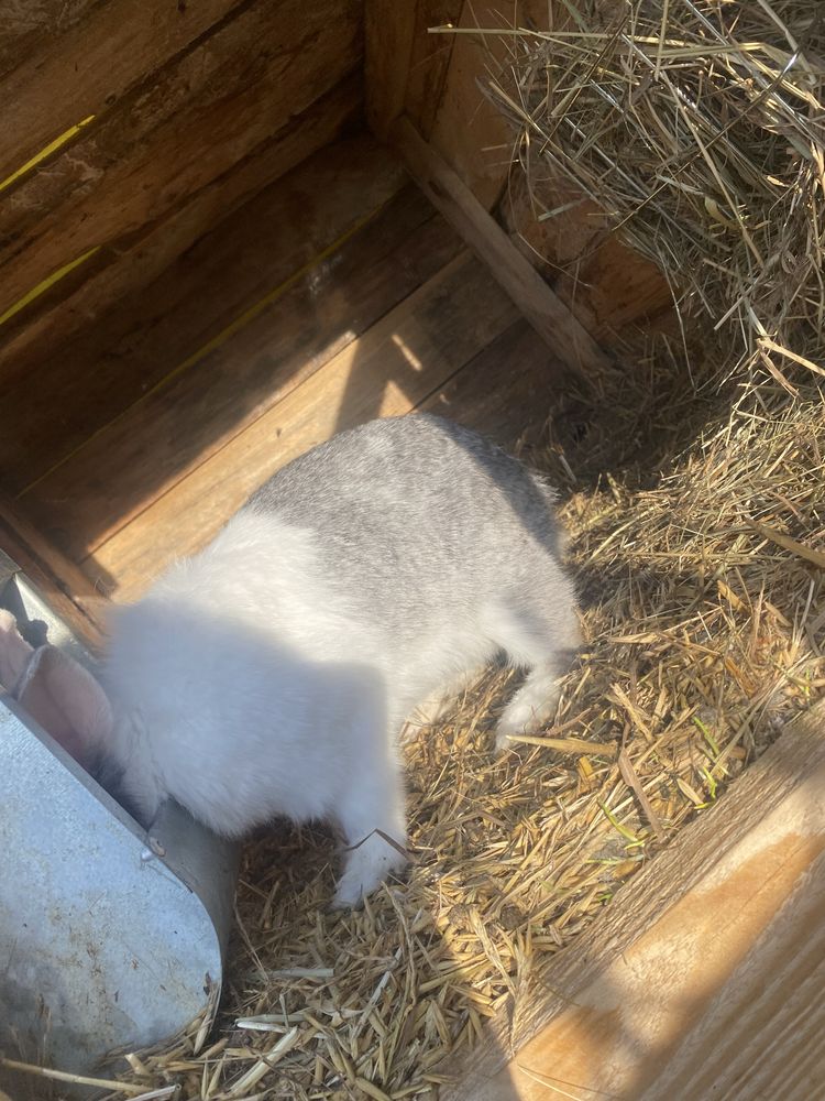Miniaturki samce i samice