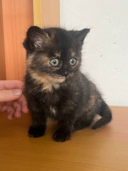 Кошенята в добрі руки