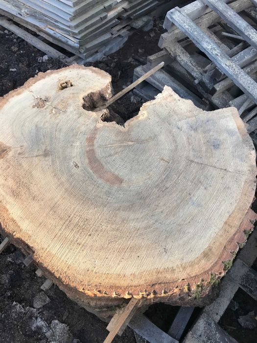 Monolity dębowe - krążki