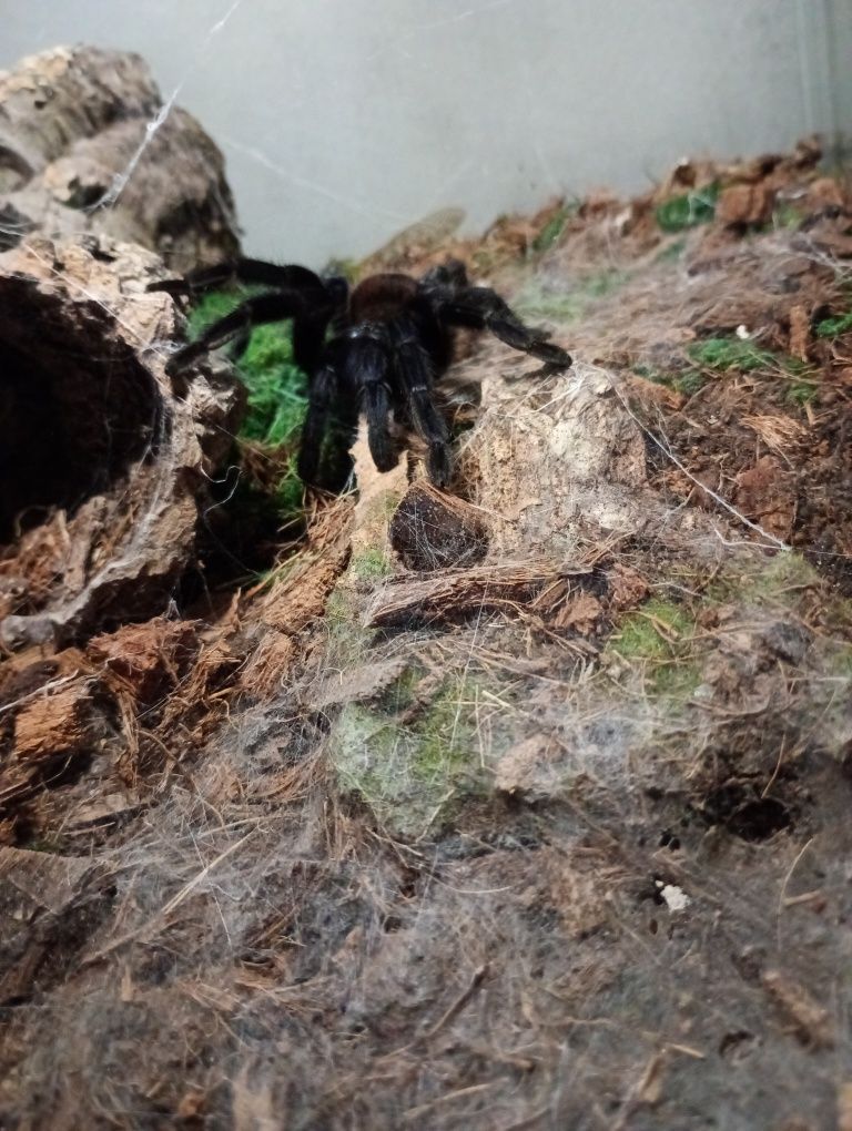 Dorosła samica Ptasznika P.sazimai z Terrarium