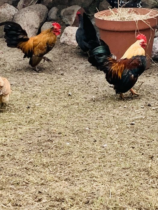 Serama kogutki kurki drob ozdobny