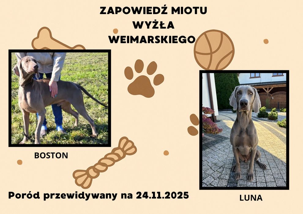 Zapowiedź miotu wyżeł weimarski