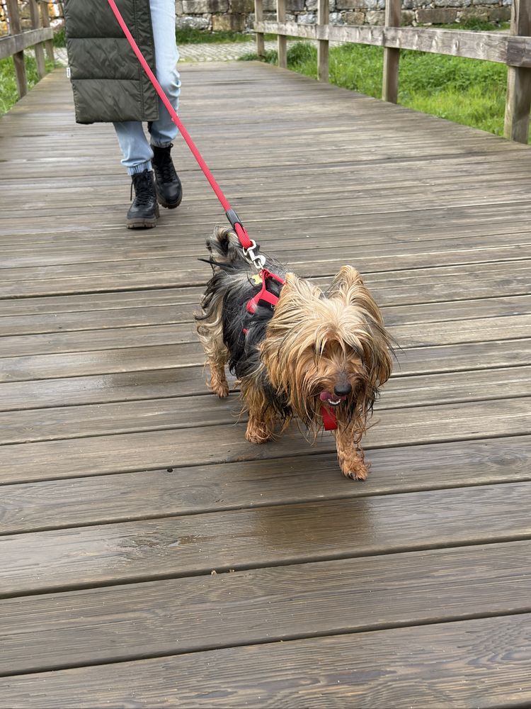 Pet sitting passeio/tratamento caes gatos