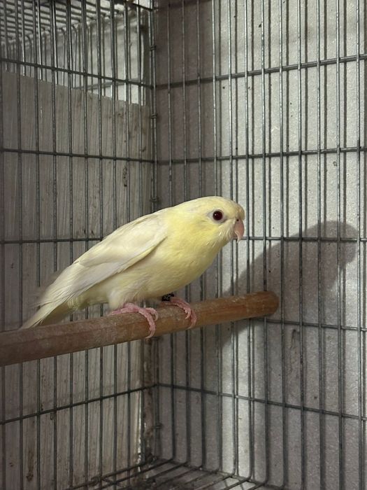 Catarina Cremina fêmea