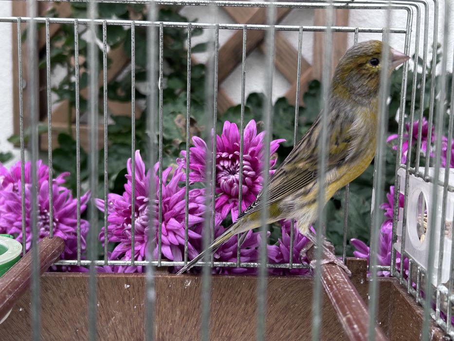 Vendo canário macho deste ano