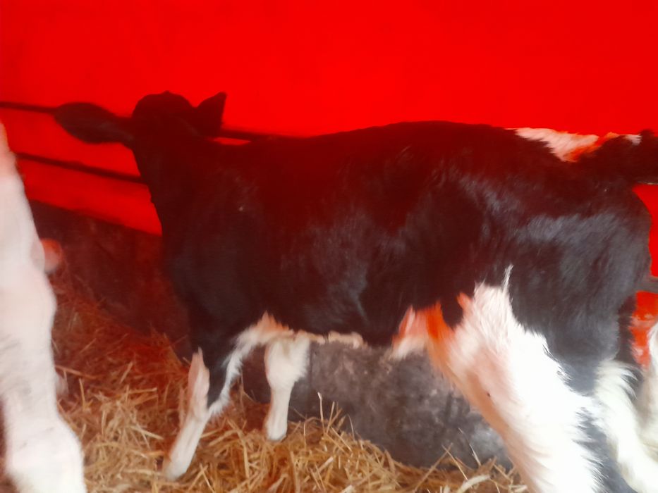 Cielęta byczki I jałówki