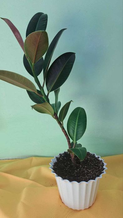 Фікуси Робуста, дорослі рослини