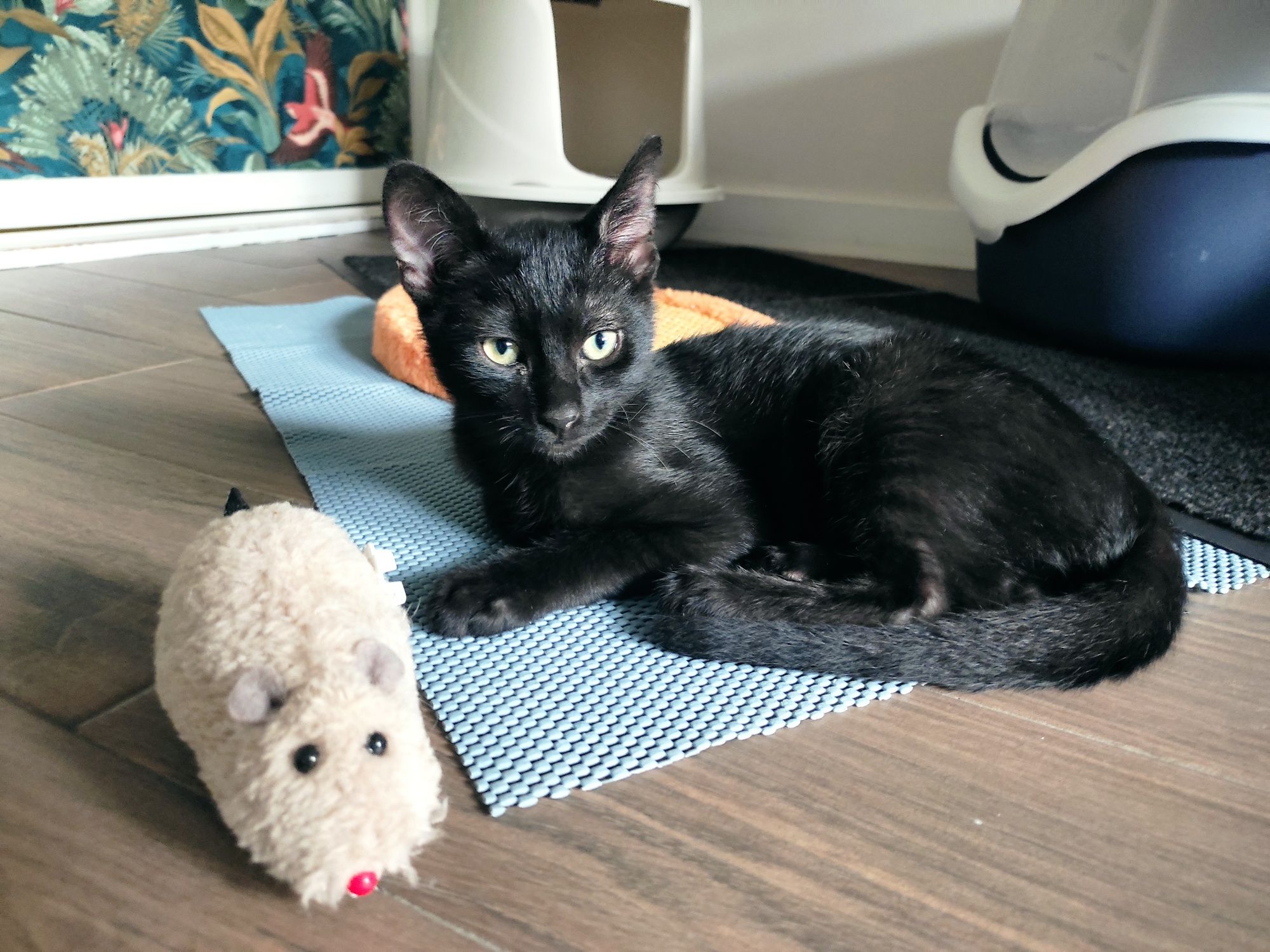 Adoção Gatinhos Bebés (todos machos),