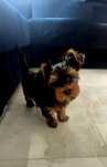 Yorkshier terrier - samiec