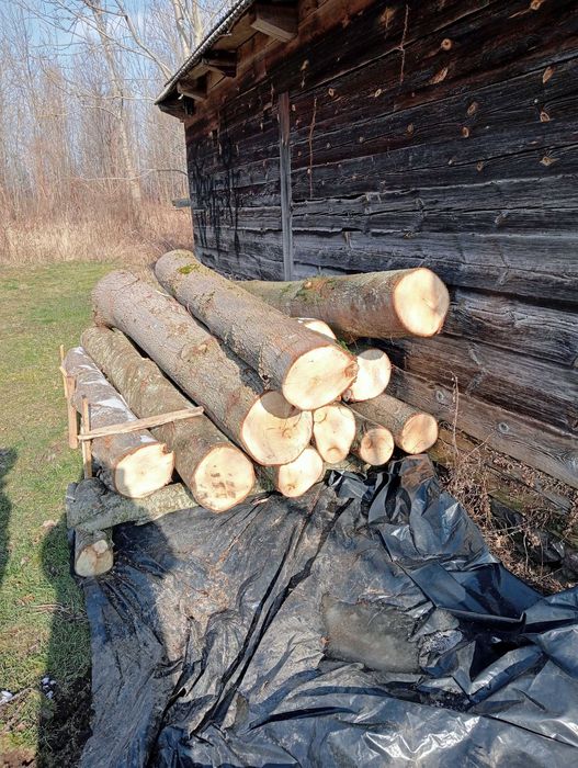 Drzewo, kłody, kloce lipa i jesion