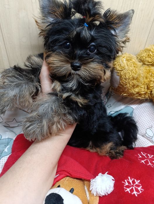 Йорк міні хлопчик 3 місяці