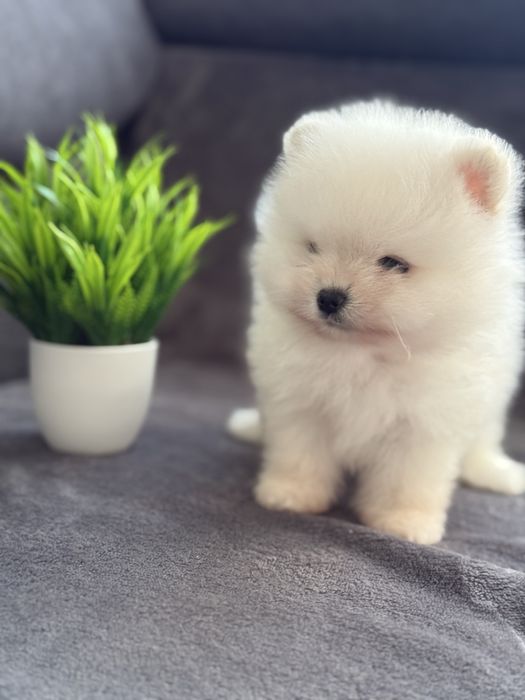 Біле янголятко - неймовірний Померанський хлопчик