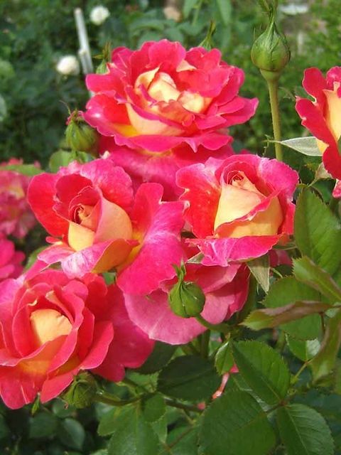 Черенки сортовых роз живиці троянд
