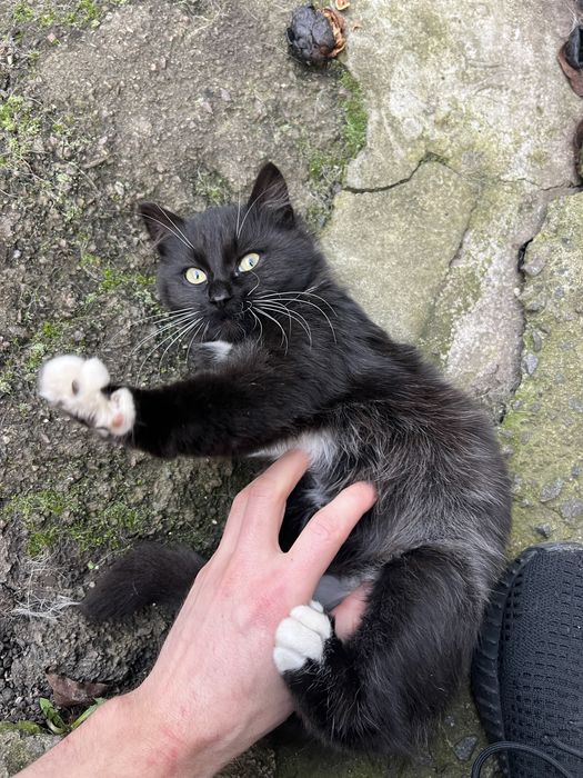 Маленький котик в добрі ручки