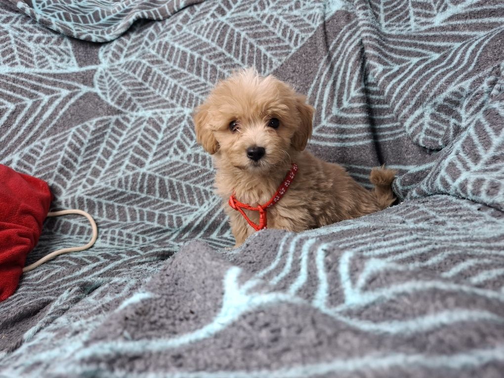 maltipoo szczeniak piesek